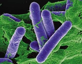 Podcast #270: Wound Botulism