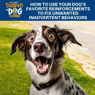 How To Use Your Dog's Favorite Reinforcements To Fix Unwanted Inadvertent Behaviors #257