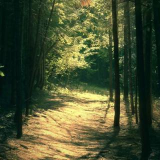 😴🍂🎵 Singing BIRDS, Soft MUSIC for Deep SLEEP