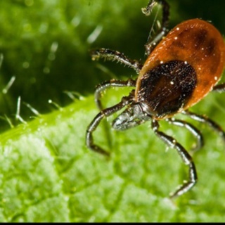 Lyme Disease