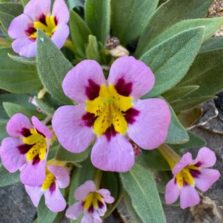 Death Valley Botany with Matt Berger