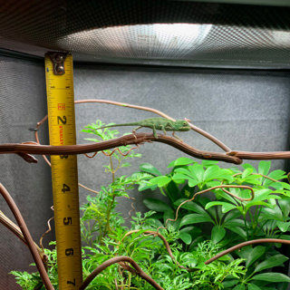Transitioning from the Chameleon Kit