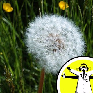 Do plants get jetlag?