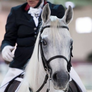 BONUS: Judgement Day in Equestrian Sports