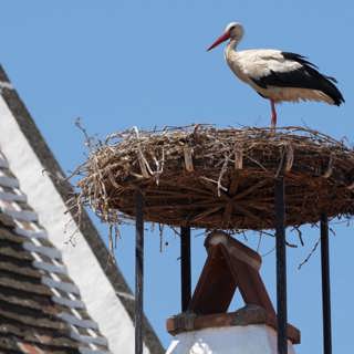 Storkarnas egen stad – och vad gammalt pollen kan berätta