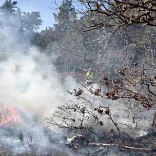 Forskare tänder eld på skogen för att se vad som brinner minst