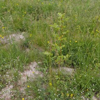 Skogsfredag, Avsnitt 67 - midsommar och halvårsperspektiv och vad tror vi om framtiden?