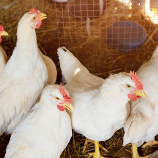 Broiler Chickens