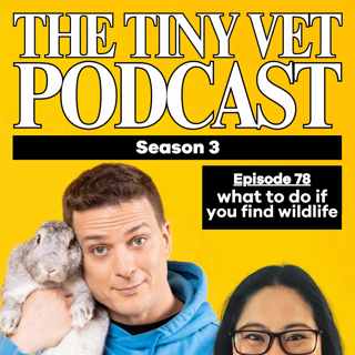 What To Do If You Find Wildlife