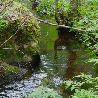 At the Forest Brook