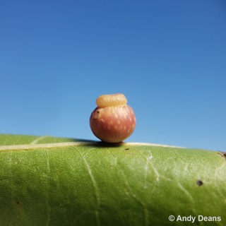 Galls: Amazingly Diverse and Fascinating Plant Growths