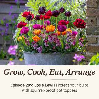 Josie Lewis: Protect your bulbs with squirrel-proof pot toppers - Episode 289