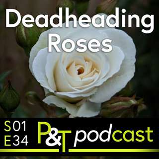 Rose Deadheading, Martin's Milk Tray Outfit & Discussing Soft Fruit with a Head Gardener