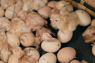Ep.138 Chick Incubation