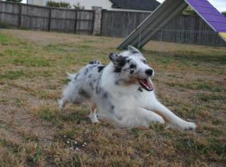 322: Handler Mental Recovery After Canine Physical Recovery