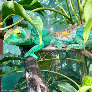 122: Breeding Parson's Chameleons with Craig Durbin