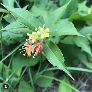 Episode 12: MADCapHorse, Introduction to Caprifoliaceae Family of Flowering Plants, Invasive and Native Lonicera (Honeysuckles) species in New England, Diervilla (The other Honeysuckle), Triosetum (Horse Gentian, not a gentian at all),