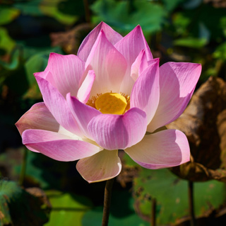 152 - Lotus Sutra 3: This Means YOU - The Parable of the Lost Son