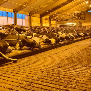 Løsdriftsfjøs i Trøndelag: Fra velferdsavdeling til flyterenner