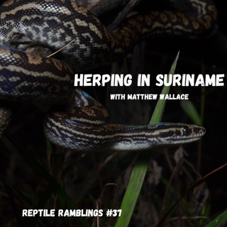 Herping in Suriname with Matthew Wallace | Reptile Ramblings #37