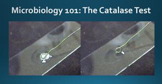 Microbiology 101: The Catalase Test