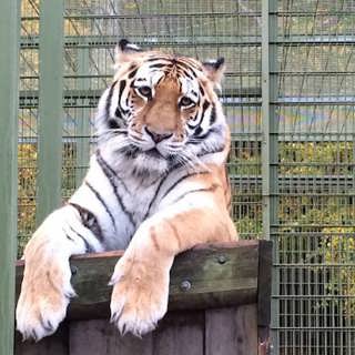 Vårpaddling och möte med världens största kattdjur