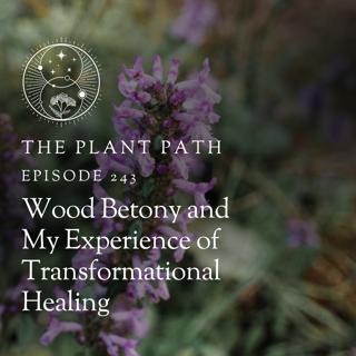 Wood Betony and My Experience of Transformational Healing