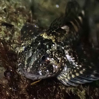 Facts: The Mosshead Sculpin