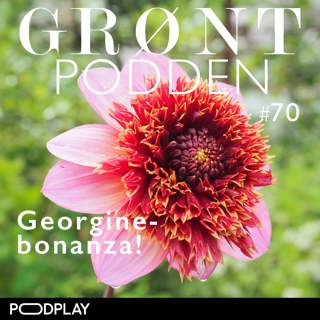 #70 Georgine-bonanza!