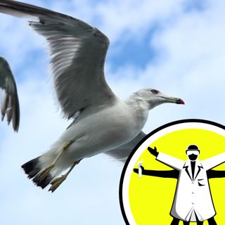 Flu season starts early, and staving off hungry seagulls