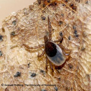 Deer Ticks and Lyme Disease: Why is Lyme disease more common in the north?