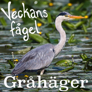 Gråhäger