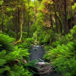 Evening Jungle Stream - 10 Hours Sleep Sound