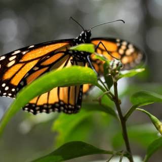 Långflyttande monarkfjärilar och invasiva arter i havet