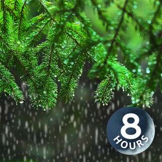 Light Rain in the Woods 8 Hours I Relaxing Rainstorm White Noise for Sleep
