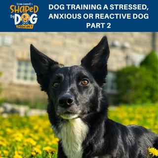 Dog Training A Stressed, Anxious Or Reactive Dog Part 2 #169