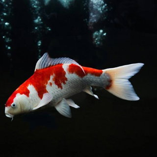 The Real ma-Koi-ya