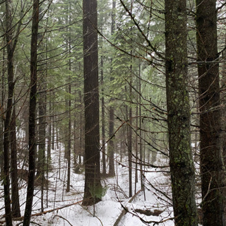 121: Douglas Fir Tree Ears On A Rainy Winter Night- Part 1