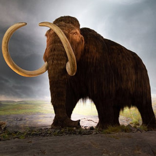 How Close Are We to Resurrecting a Woolly Mammoth?