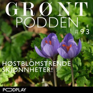 #93 Høstblomstrende skjønnheter!