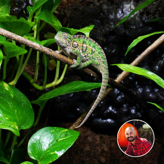 Ep 14: Carpet Chameleons with Kevin Stanford