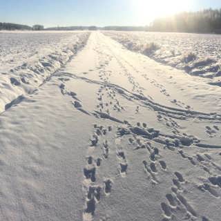 Spår i snö och sten