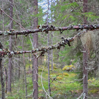 🌲 Spring Morning in an Ancient Spruce Forest