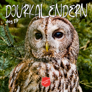 DJURKALENDERN DAG 19: Om inte så kloka ugglor