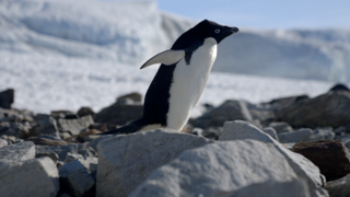 Surviving Antarctica: Exploration, luxury lodging and climate change