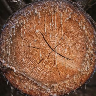 Skogsfredag #169 - illavarslande torka, valar i skogen och hög avverkning 2022