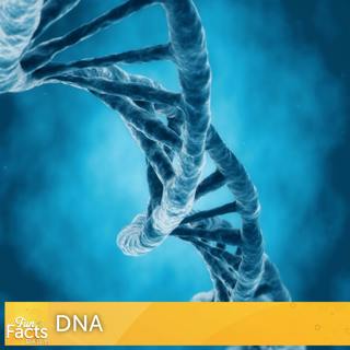 Fun Facts About DNA