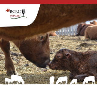 Episode 53: How to Spot Dehydration in Young Calves