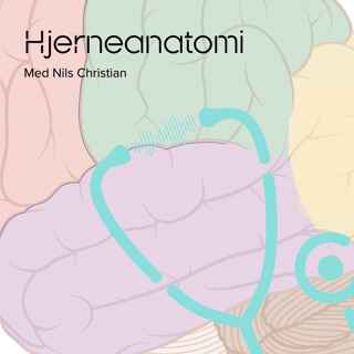 Hjerneanatomi