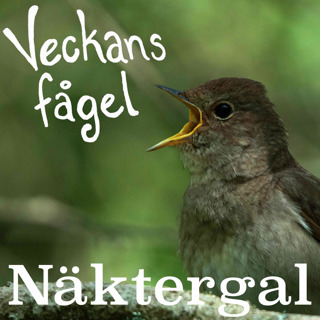 Näktergal